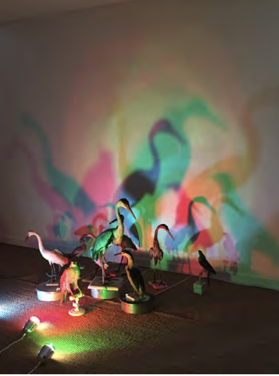 Bertrand Gadenne, "Les oiseaux", installation, 2006-2020-1
